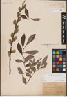 Foto von Salix cinerea L.